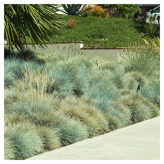 Blue Fescue  - Festuca Glauca