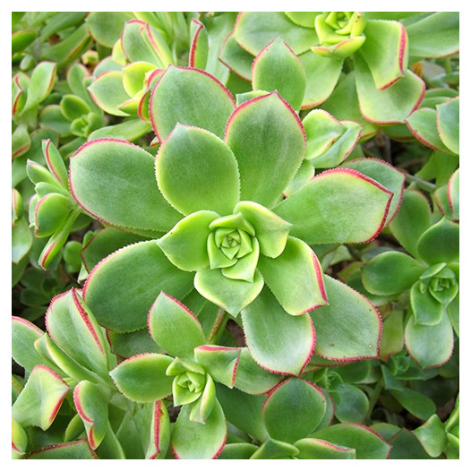 Kiwi Aeonium  - Aeonium 'Kiwi'