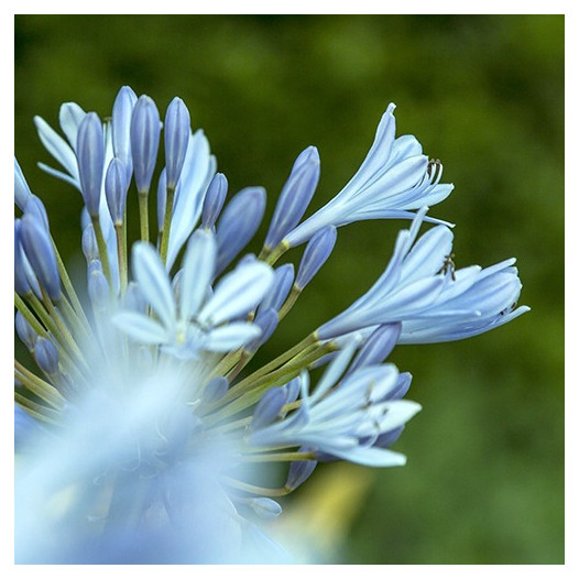 Lily of the Nile  - Agapanthus Orientalis