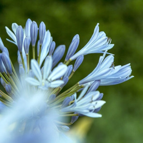 Lily of the Nile - Agapanthus Orientalis