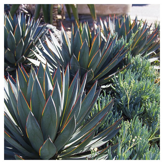 Blue Glow Agave  - Agave 'Blue Glow'