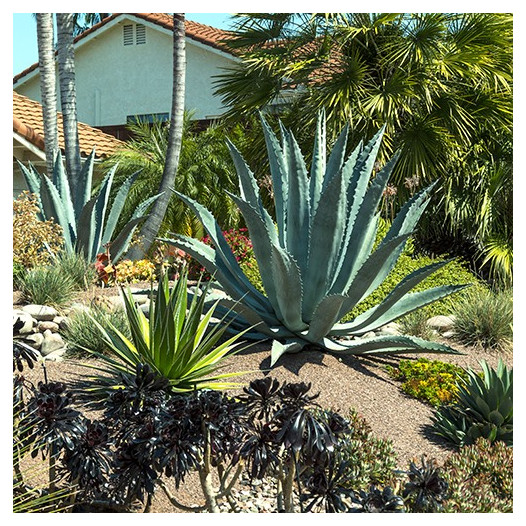 Century Plant  - Agave americana