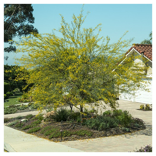 Palo Verde  - Cercidium x Desert Museum