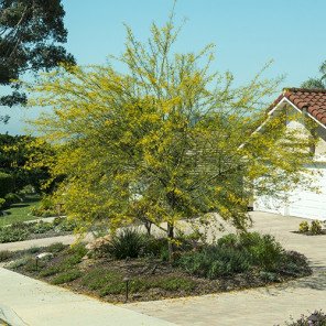 Palo Verde - Cercidium x Desert Museum