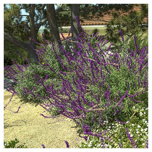 Midnight Mexican Sage - Salvia leucantha 'Midnight'