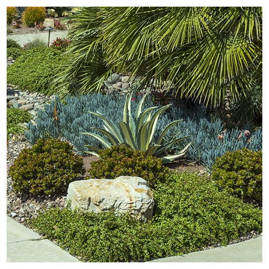 White-Striped Century Plant  - Agave americana var. medio-picta 'Alba'