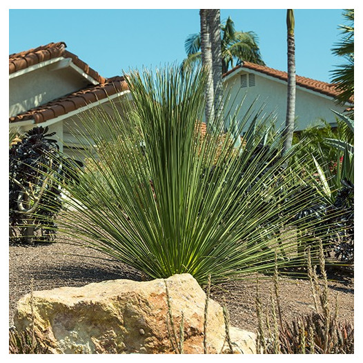 Mexican Grass Tree  - Dasylirion Longissimum