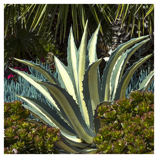 White-Striped Century Plant  - Agave americana var. medio-picta 'Alba'