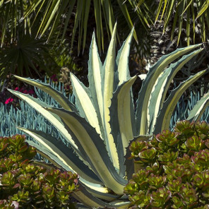 White-Striped Century Plant - Agave americana var. medio-picta 'Alba'