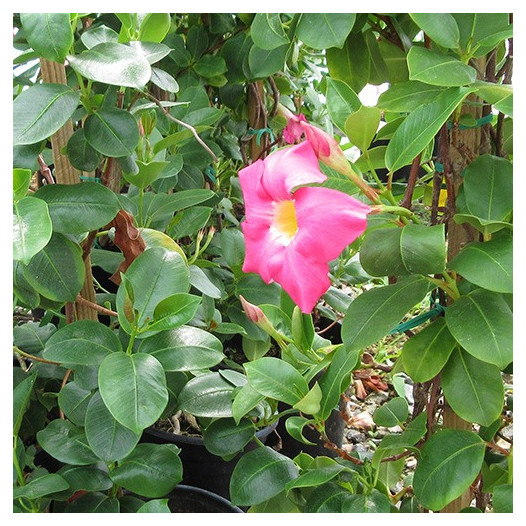 Pink Mandevillea  - Dipladenia sp.