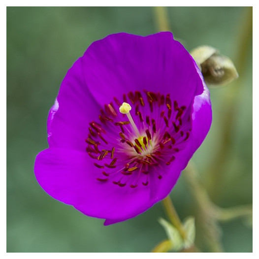 Rock Purslane  - Calandrinia spectabilis