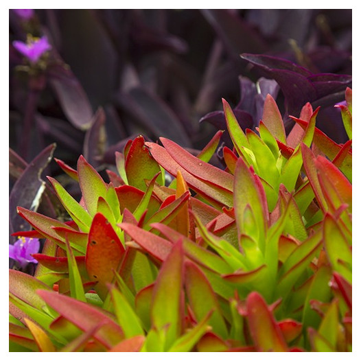 Campfire Crassula - Crassula capitella 'Campfire'