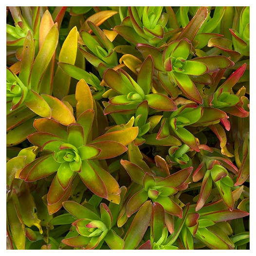 Campfire Crassula - Crassula capitella 'Campfire'