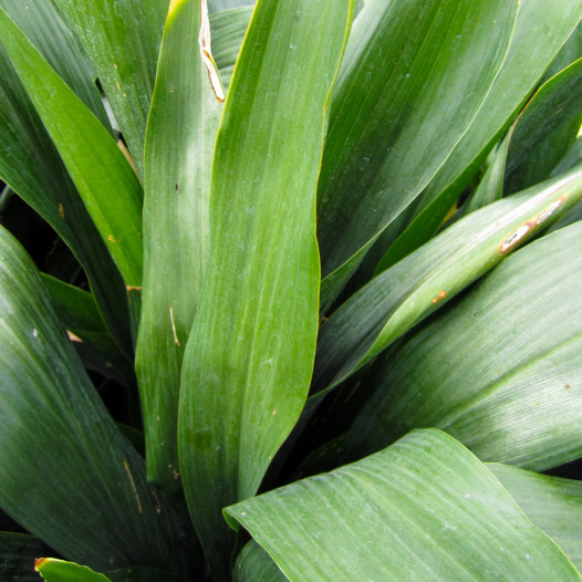 Cast Iron Plant  - Aspidistra elatior