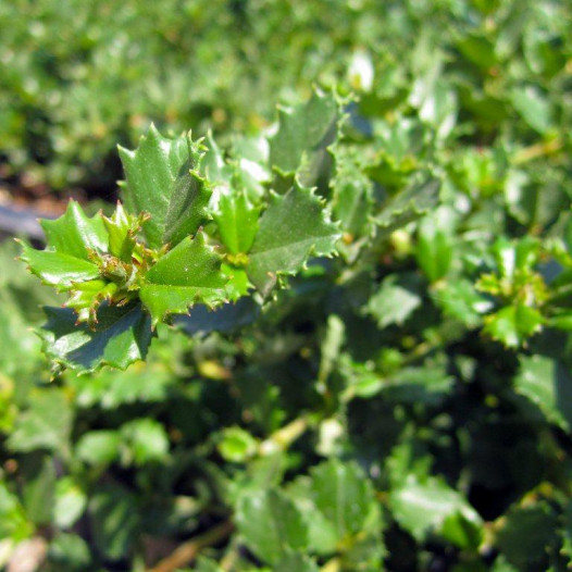 Pt. Reyes Ceanothus  - Ceanothus gloriosus Anchor Bay