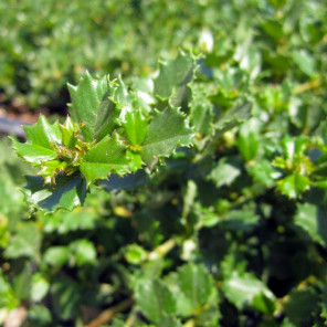 Pt. Reyes Ceanothus - Ceanothus gloriosus Anchor Bay