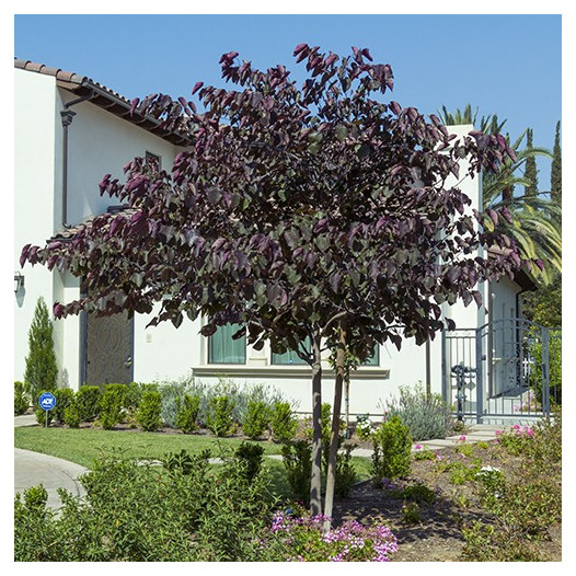 Forest Pansy Redbud (single Trunk)  - Cercis occidentalis Forest Pansy