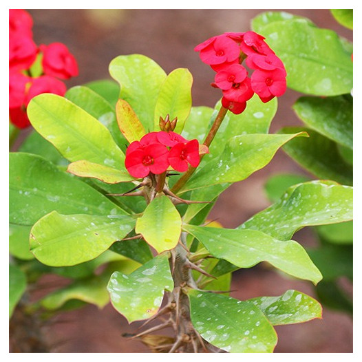 Crown of Thorns  - Euphorbia milii