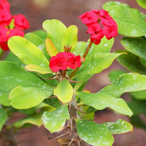 Crown of Thorns - Euphorbia milii