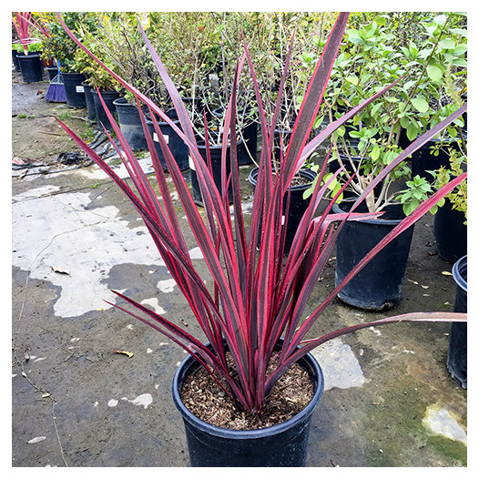 Guardsman New Zealand Flax - Phormium 'Guardsman'