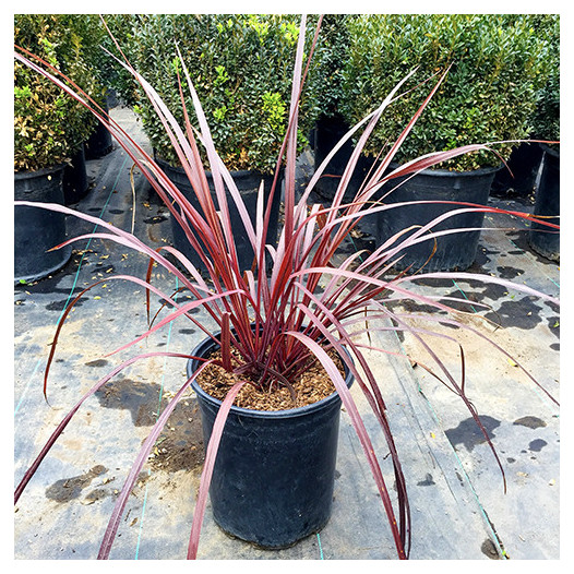 Burgundy Cordyline  - Cordyline Design-a-Line