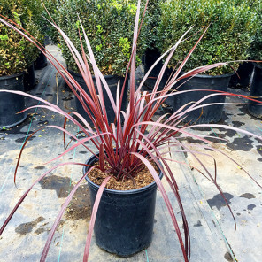 Burgundy Cordyline - Cordyline Design-a-Line