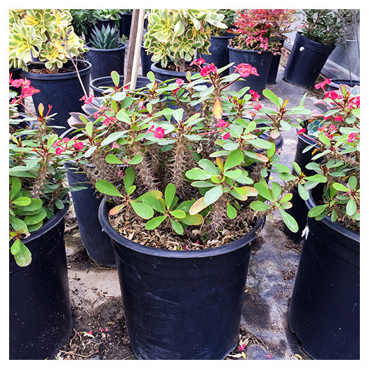 Crown of Thorns - Euphorbia milii