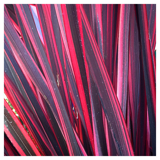 Guardsman New Zealand Flax - Phormium 'Guardsman'