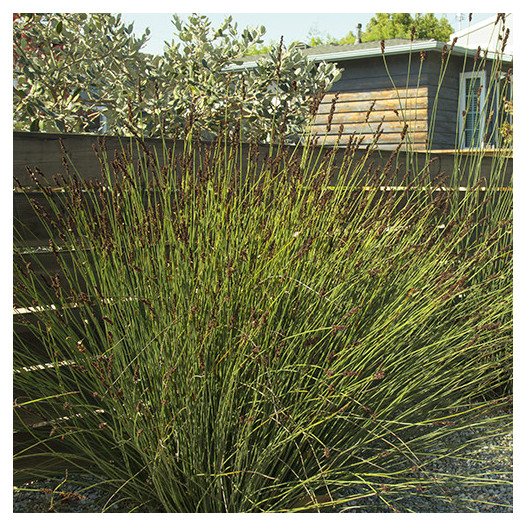 Small Cape Rush  - Chondropetalum tectorum