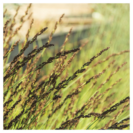 Small Cape Rush  - Chondropetalum tectorum