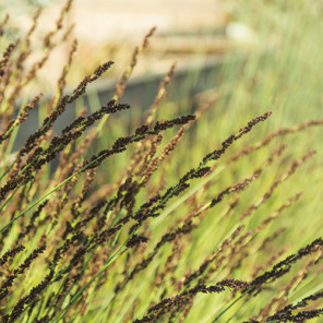 Small Cape Rush - Chondropetalum tectorum