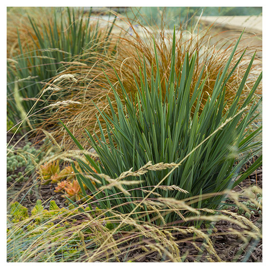 Little Rev Flax Lily - Dianella revoluta 'Little Rev'