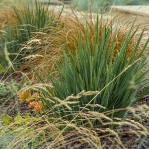 Little Rev Flax Lily - Dianella revoluta 'Little Rev'