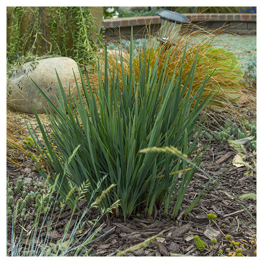 Little Rev Flax Lily - Dianella revoluta 'Little Rev'