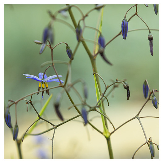 Little Rev Flax Lily - Dianella revoluta 'Little Rev'
