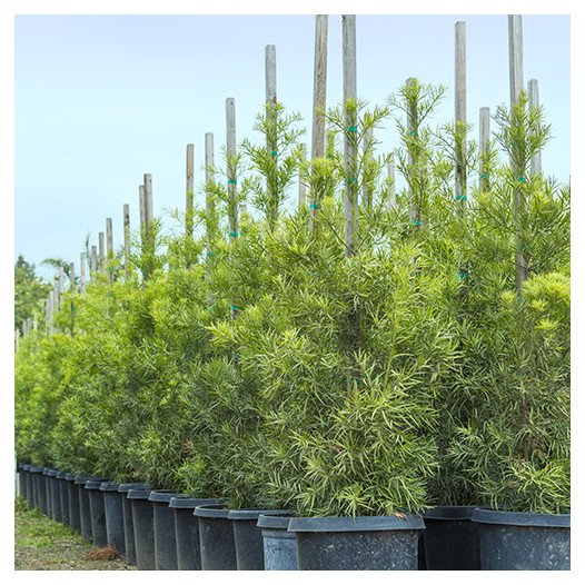 Fern Pine - Podocarpus Gracilior