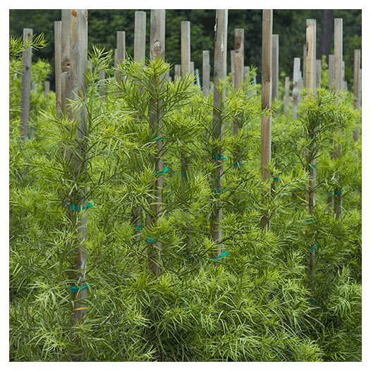 Fern Pine - Podocarpus Gracilior