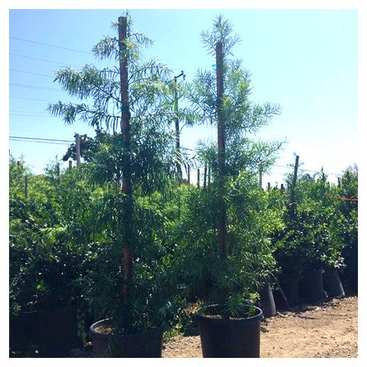 Fern Pine  - Podocarpus Gracilior