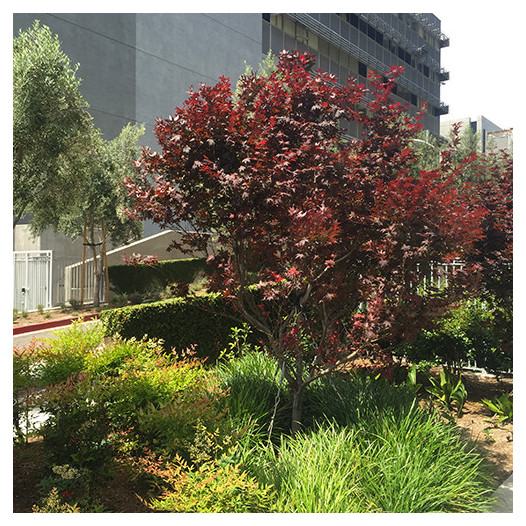 Japanese Maple  - Acer palmatum Bloodgood