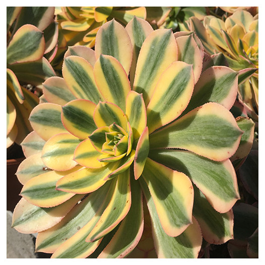 Copper Pinwheel  - Aeonium 'Sunburst'