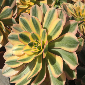 Copper Pinwheel - Aeonium 'Sunburst'