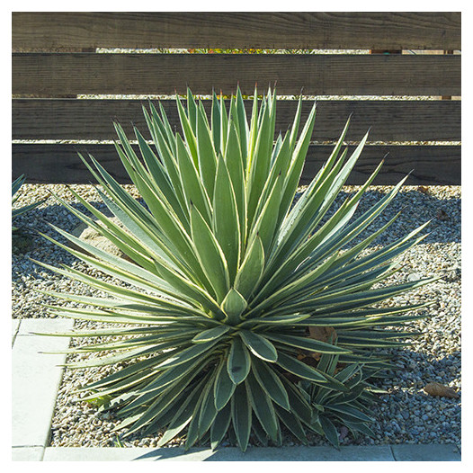 Caribbean Agave - Agave angustifolia 'Marginata'
