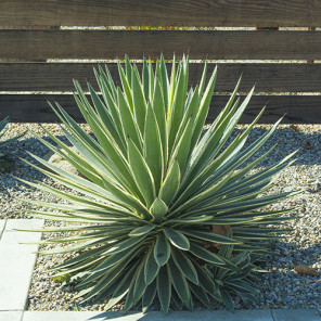 Caribbean Agave - Agave angustifolia 'Marginata'