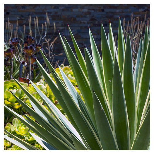 Caribbean Agave - Agave angustifolia 'Marginata'