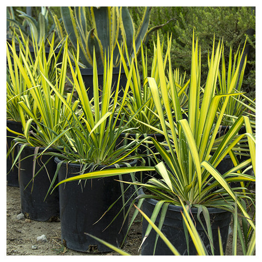 Golden Sword Yucca  - Yucca filamentosa 'Golden Sword'