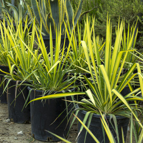 Golden Sword Yucca - Yucca filamentosa 'Golden Sword'