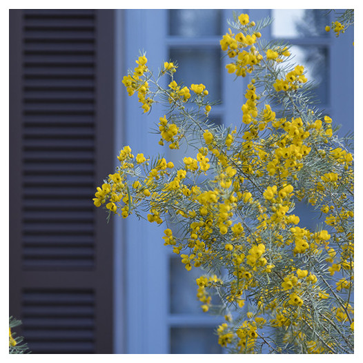 Feathery Cassia  - Senna artemisioides