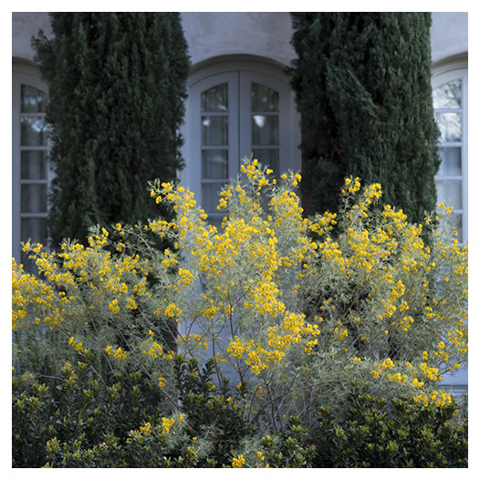 Feathery Cassia  - Senna artemisioides