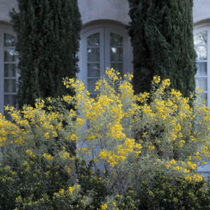 Feathery Cassia - Senna artemisioides