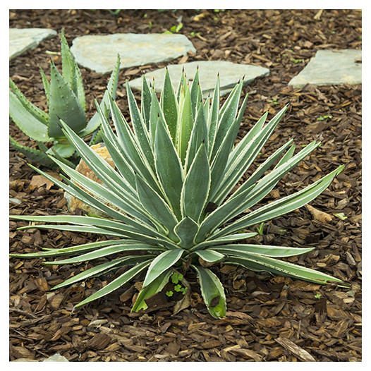 Caribbean Agave - Agave angustifolia 'Marginata'